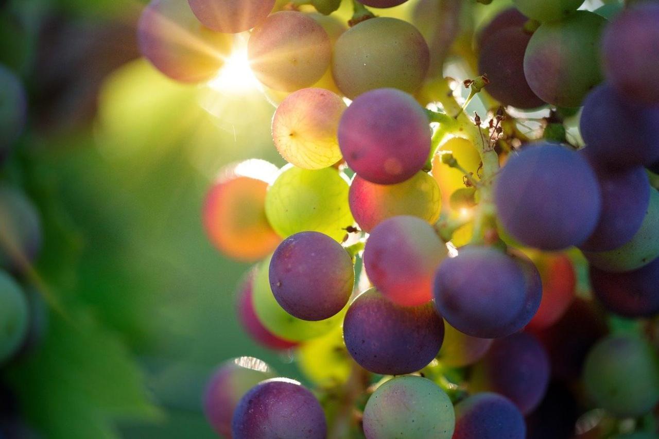 Oasi Del Monferrato - Appartamento Rosso Mombercelli エクステリア 写真